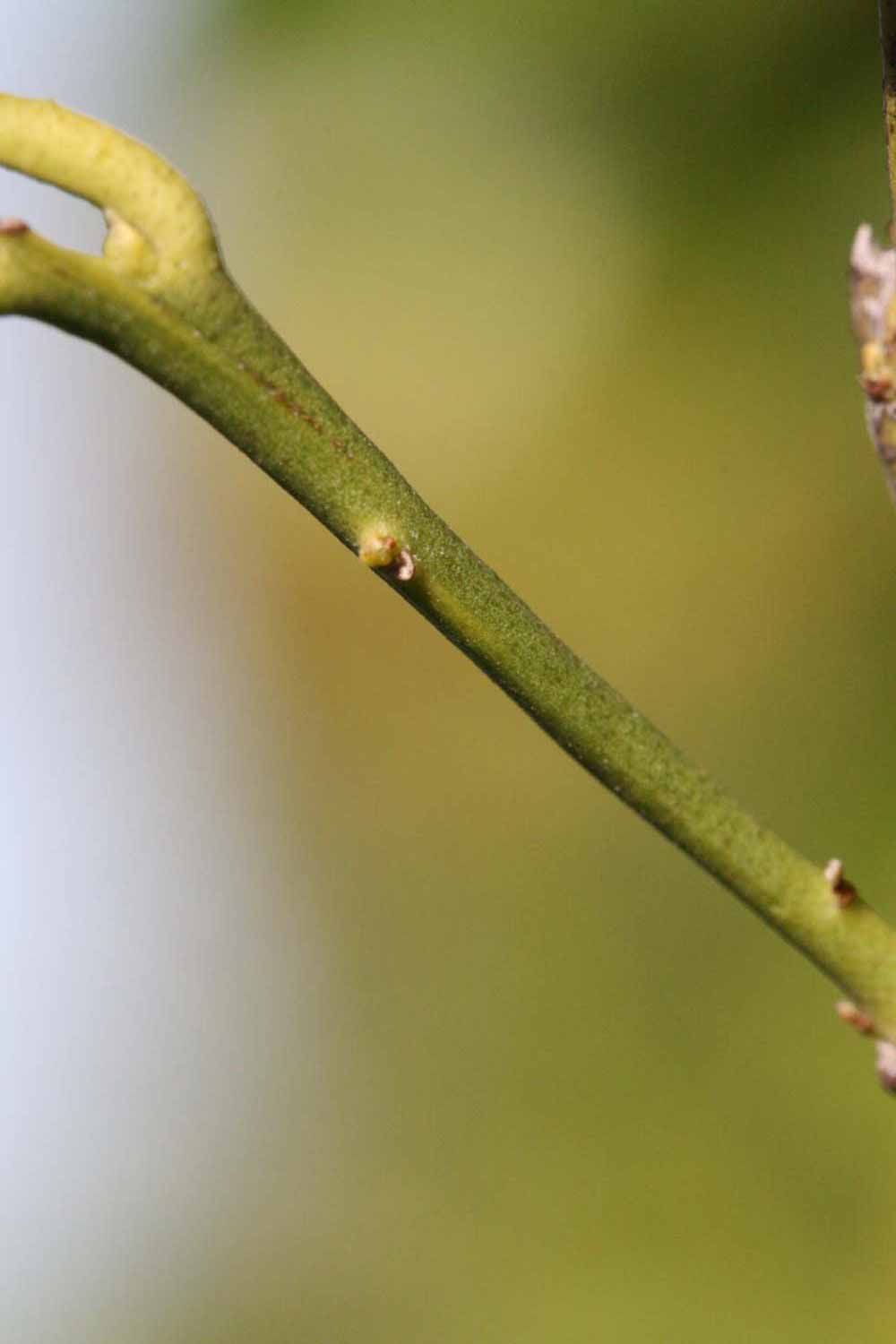              First year twig (Riverside, CA)       